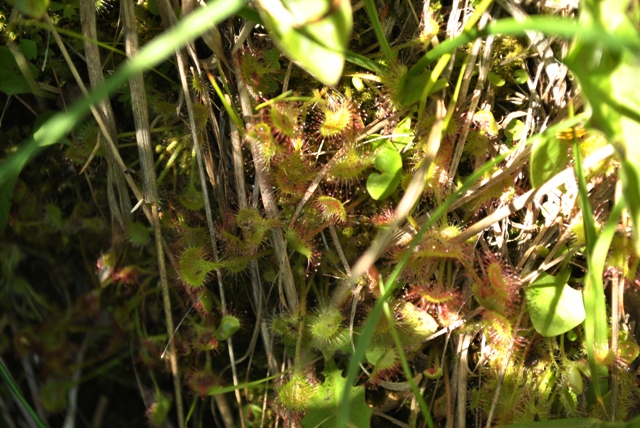 Drosera ....